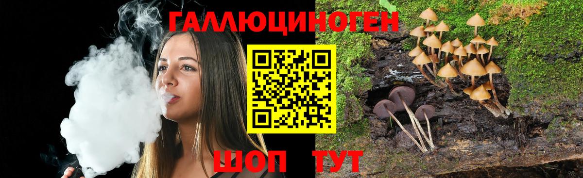 Галлюциногенные грибы Psilocybe Лесосибирск